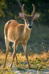 White-tailed Deer