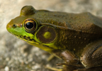 Green Frog