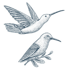 Small hummingbird. Rufous and White-necked Jacobin bird. Exotic tropical animal icons. Golden tailed sapphire. Use for wedding, party. engraved hand drawn in old sketch.