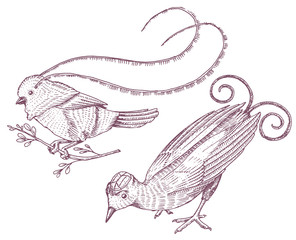 Small birds of paradise in Indonesia and Australia. Wilson s and King of Saxony in New Guinea. Exotic tropical animal icons. Use for wedding, party. engraved hand drawn in old sketch.
