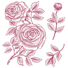 Roses with leaves and buds. Wedding botanical flowers in the garden or spring plant. ornament or decor. design for card or floral shop. Vector illustration. engraved hand drawn in old victorian sketch