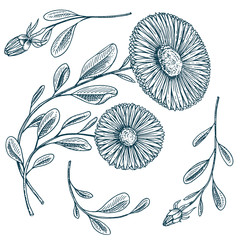 Herb medicinal chamomile or daisy wheel with leaves and buds. Wedding flowers in the garden or spring plant. design for package tea or organic cosmetic, card. engraved hand drawn in old sketch.