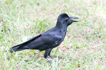 jungle crow (Corvus macrorhynchos)
