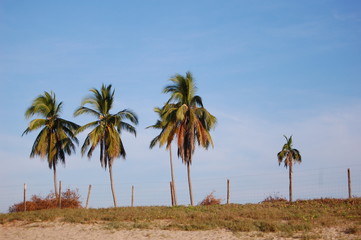 Fototapeta na wymiar 3 y media palmeras