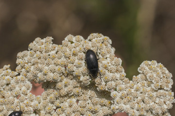Black beetle on white flowers. Mealworm beetle and common yarrow.