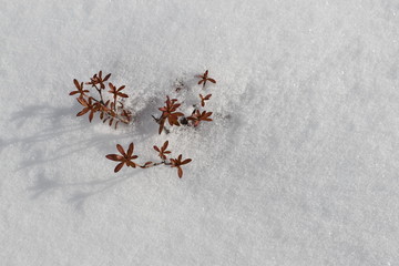 粉雪から顔を出す葉