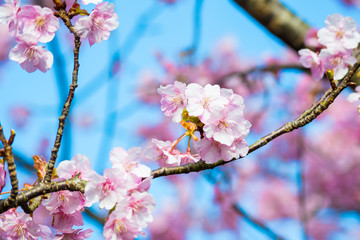 河津桜