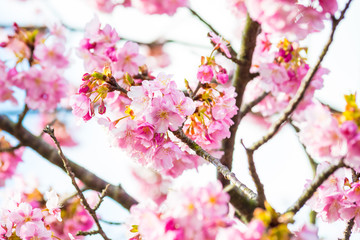 河津桜
