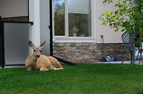 Deer lying down in the backyard