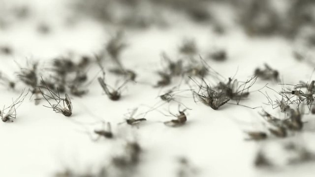 Many dead mosquitoes which killed by mosquito trap machine , caused of harmful infections such as a malaria, yellow fever, Chikungunya, West Nile virus, dengue fever, filariasis, Zika virus and other