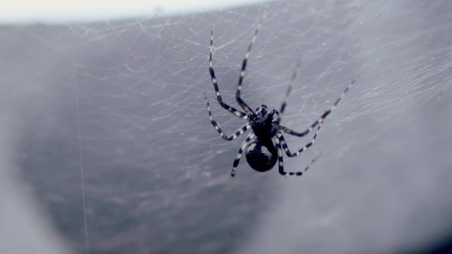 Macro of small spider on web, scurries away