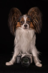 Beautiful dog Continental Toy Spaniel Papillon with camera on black background