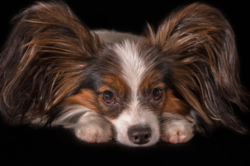 Beautiful young male dog Continental Toy Spaniel Papillon on black background