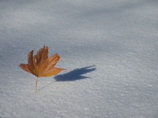落ち葉と雪面