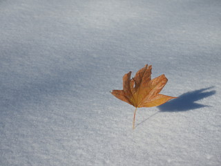 落ち葉と雪面