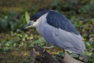 Black-crowned Night Heron perched on a dead branch - Lettuce Lake Park, Tampa, Florida