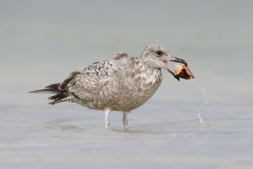 Herring Gull in first winter plumage holding a snail in its beak - Florida