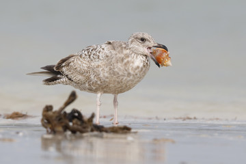 Herring Gull in first winter plumage holding a snail in its beak - Florida