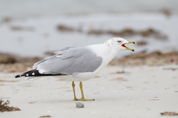 Ring-billed Gull calling on a beach - Florida