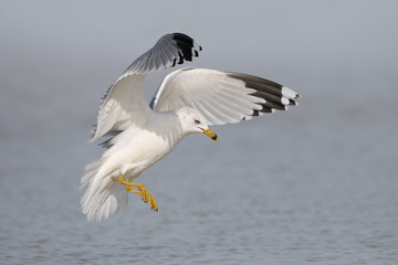Ring-billed Gull preparing to land on a beach - Florida