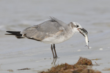 Immature Laughing Gull eating a dead goatfish scavenged on the beach - Florida