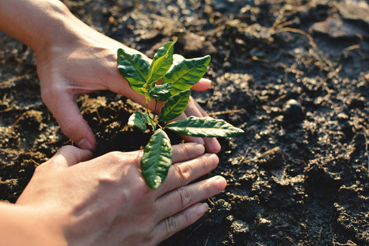 Human hands save little green plant on cracked dry ground, concept drought and crisis environment,selective and soft focus
