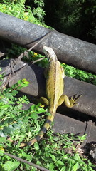 iguane
