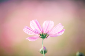 Cosmos flower close up on sunset background with soft selective focus