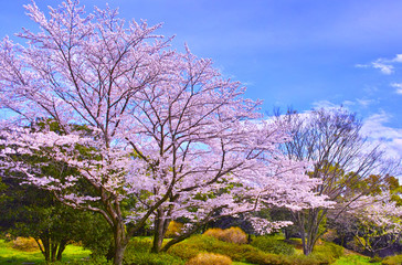 Fototapeta premium 森の中に咲く満開の桜の木 