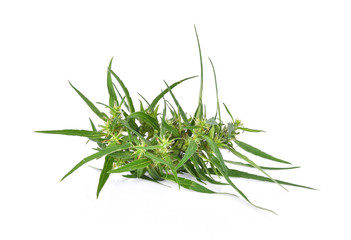 marijuana on white background