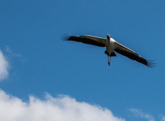 Beautiful Australian Ibis in flight