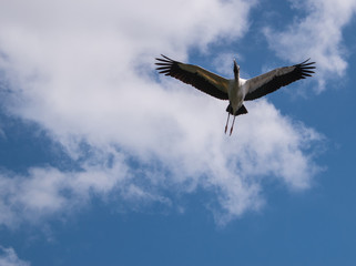 Beautiful Australian Ibis in flight