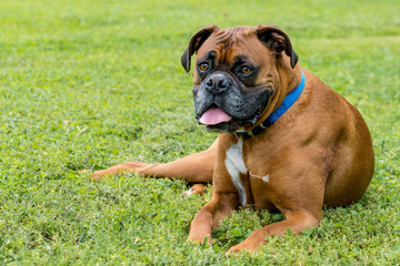 Boxer Dog with a Blue Collar