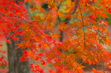 紅葉・赤いカエデ
