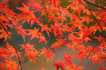 紅葉・赤いカエデ
