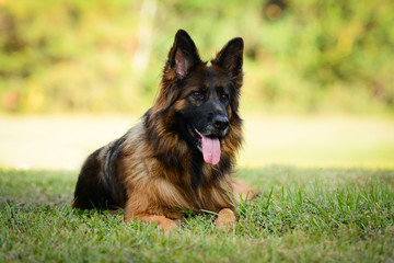 Long haired red and black German shepherd dog outdoors
