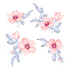 Obraz premium Dog-rose blooms. wild rose vector set