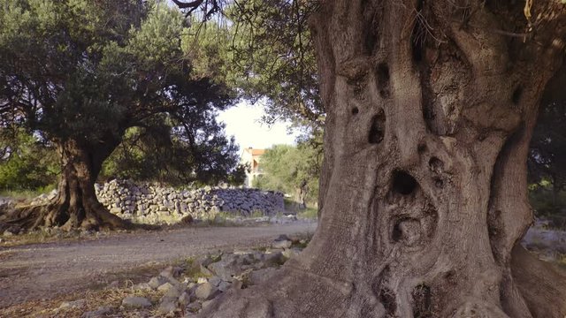 Old olive tree trunk slide around 4K