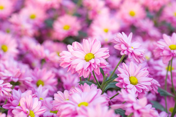 Obraz premium Chrysanthemum pink flowers in the garden.