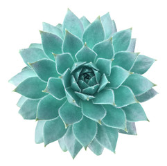 Succulent Isolated on White Background