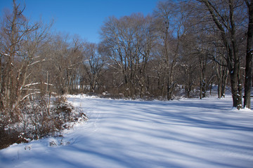 Winter landscape with snow