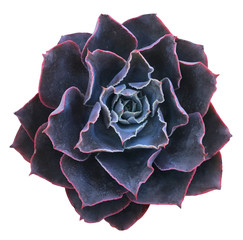 Succulent Isolated on White Background
