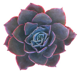 Succulent Isolated on White Background
