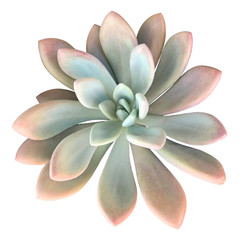 Succulent Isolated on White Background
