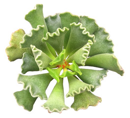 Succulent Isolated on White Background
