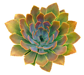 Succulent Isolated on White Background
