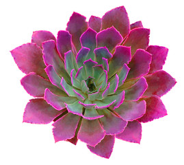 Succulent Isolated on White Background
