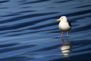 Washington Coast Sea Gull