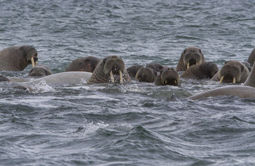 walruses in a water in Svalbard