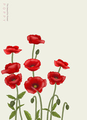 flower graphic & illustration